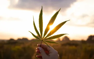 uso della marijuana