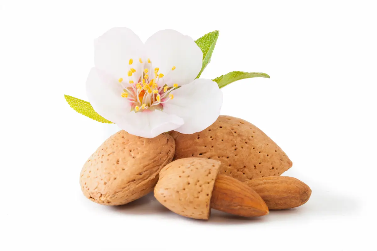 alimenti più tossici mandorle amare