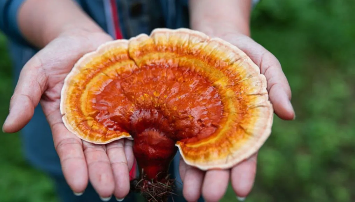 ganoderma fungo reishi
