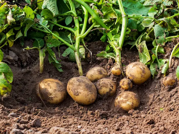 giornata della patata patate in terreno