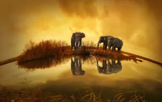 Giornata Mondiale degli Animali 2025